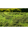 Modelscene - Low bushes - Spring - F501