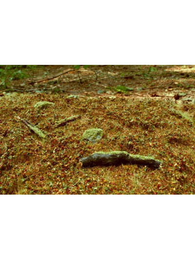 Modelscene - Forest base-...