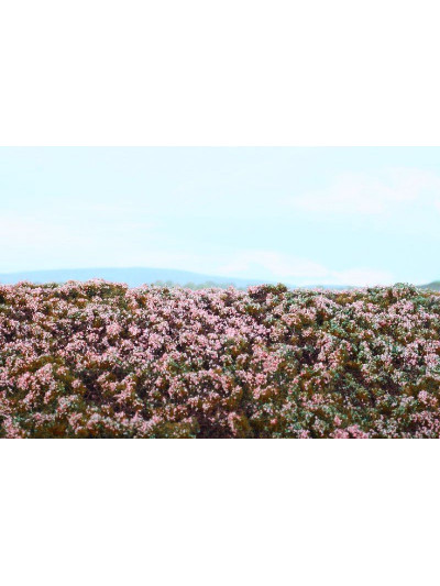 Modelscene - Heathland - F630